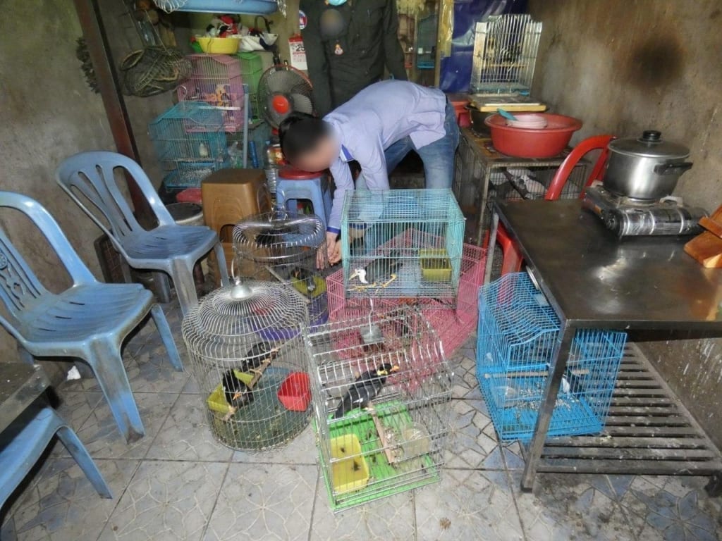 Illegal wildlife trafficker in Phnom Penh with birds