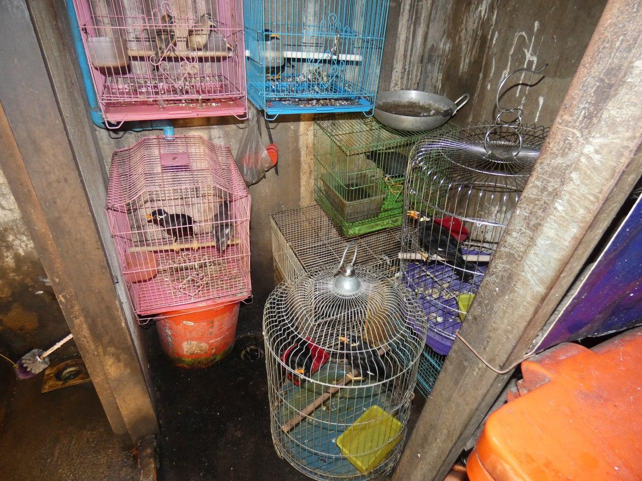 Myna birds confiscated by Wildlife Alliance from wildlife traffickers