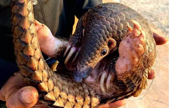 Pangolin Conservationn mainpage