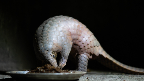 Wildlife Release station endangered pangolin