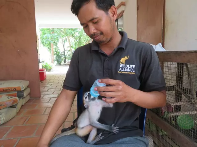 Critically Endangered Black-Shanked douc langur rescued from illegal wildlife trade being cared for