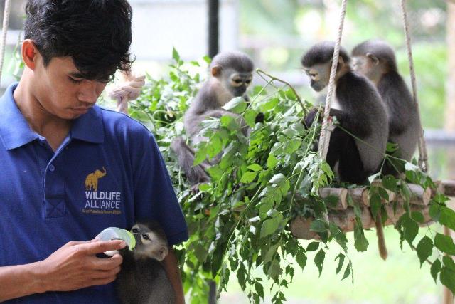 Douc langur,a rare primate, being bottle fed by wildlife rescue and care keeper in Cambodia
