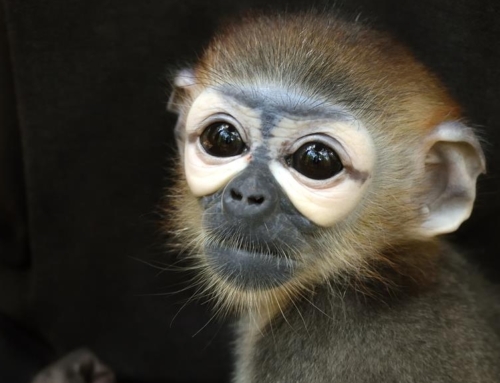 World’s most beautiful primates rescued from illegal wildlife trade