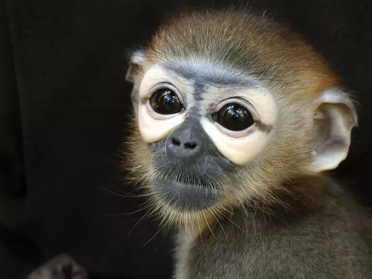 Portrait of a juvenile black-shanked douc langur that are frequently a victim to Cambodia's illegal wildlife trade