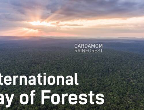 International Day of Forests