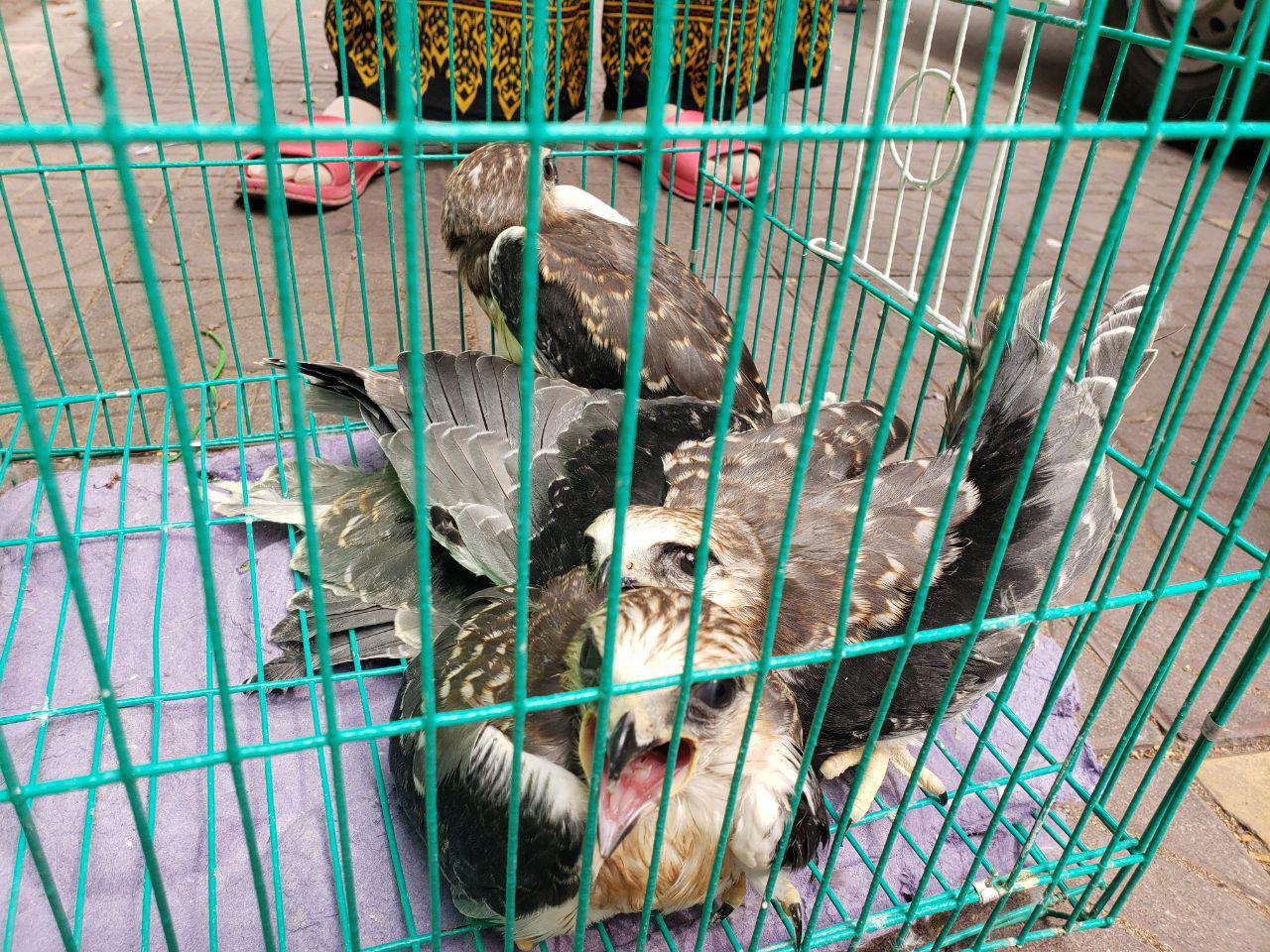 Black shouldered kites in cages