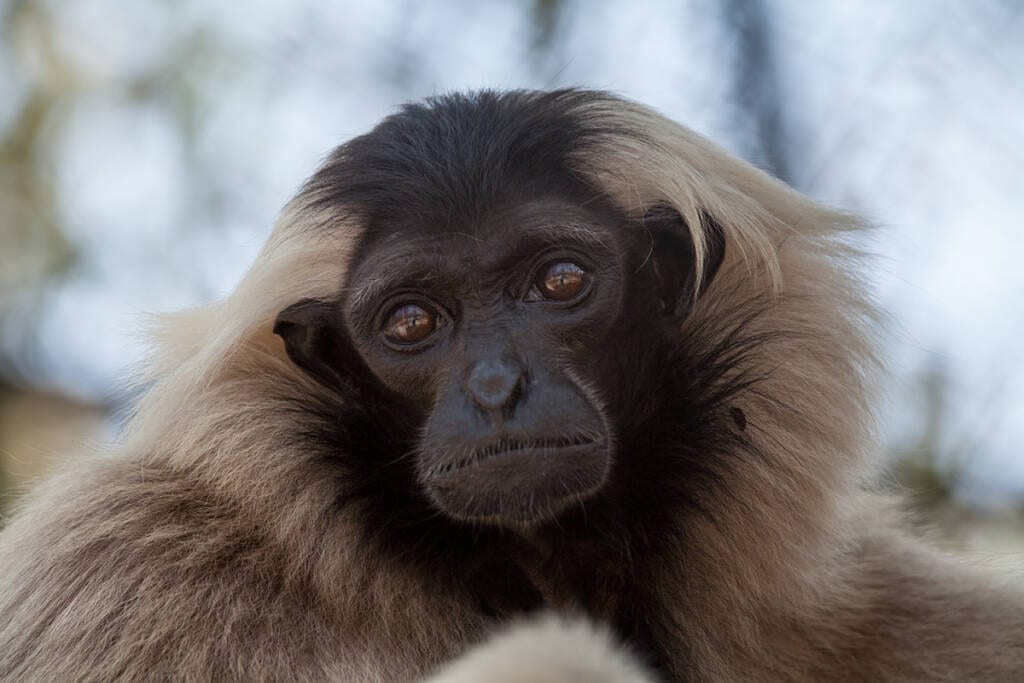 In Pileated Gibbon family groups, females are dominant at Phnom Tamao Wildlife Rescue Centre and Zoo Cambodia