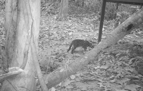 Leopard cat camera trap at Angkor Protected Forest by Wildlife Alliance in December 2020