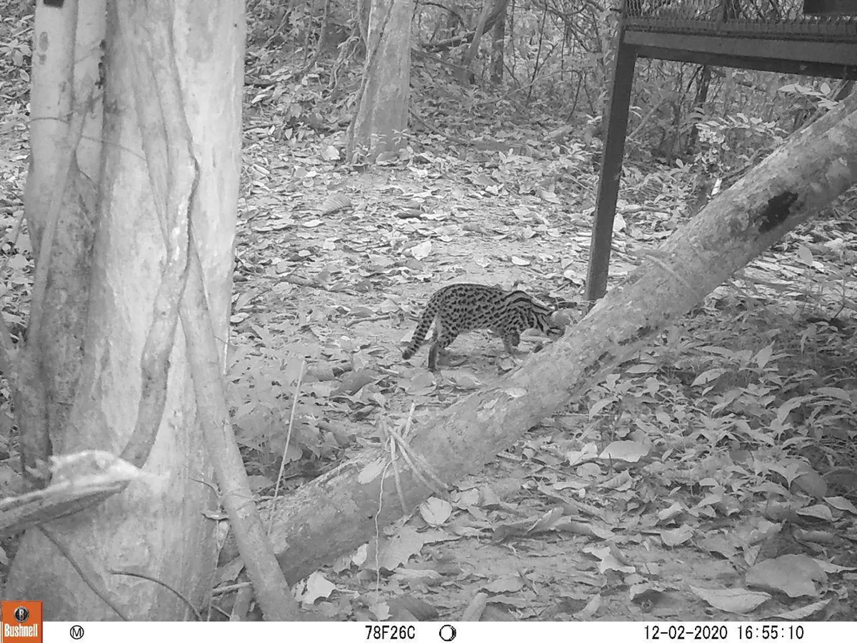Leopard cat camera trap at Angkor Protected Forest by Wildlife Alliance in December 2020