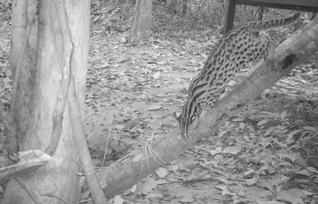 Leopard cat camera trap released at Angkor Protected Forest by Wildlife Alliance in December 2020