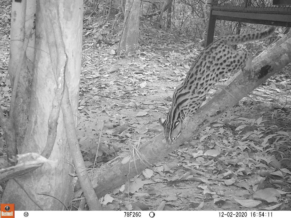 Leopard cat camera trap released at Angkor Protected Forest by Wildlife Alliance in December 2020