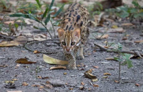 Leopard cat closeup released at Angkor Protected Forest by Wildlife Alliance in December 2020
