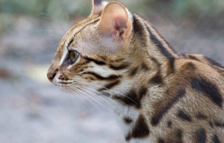 eopard cat extra closeup released at Angkor Protected Forest by Wildlife Alliance in December 2020