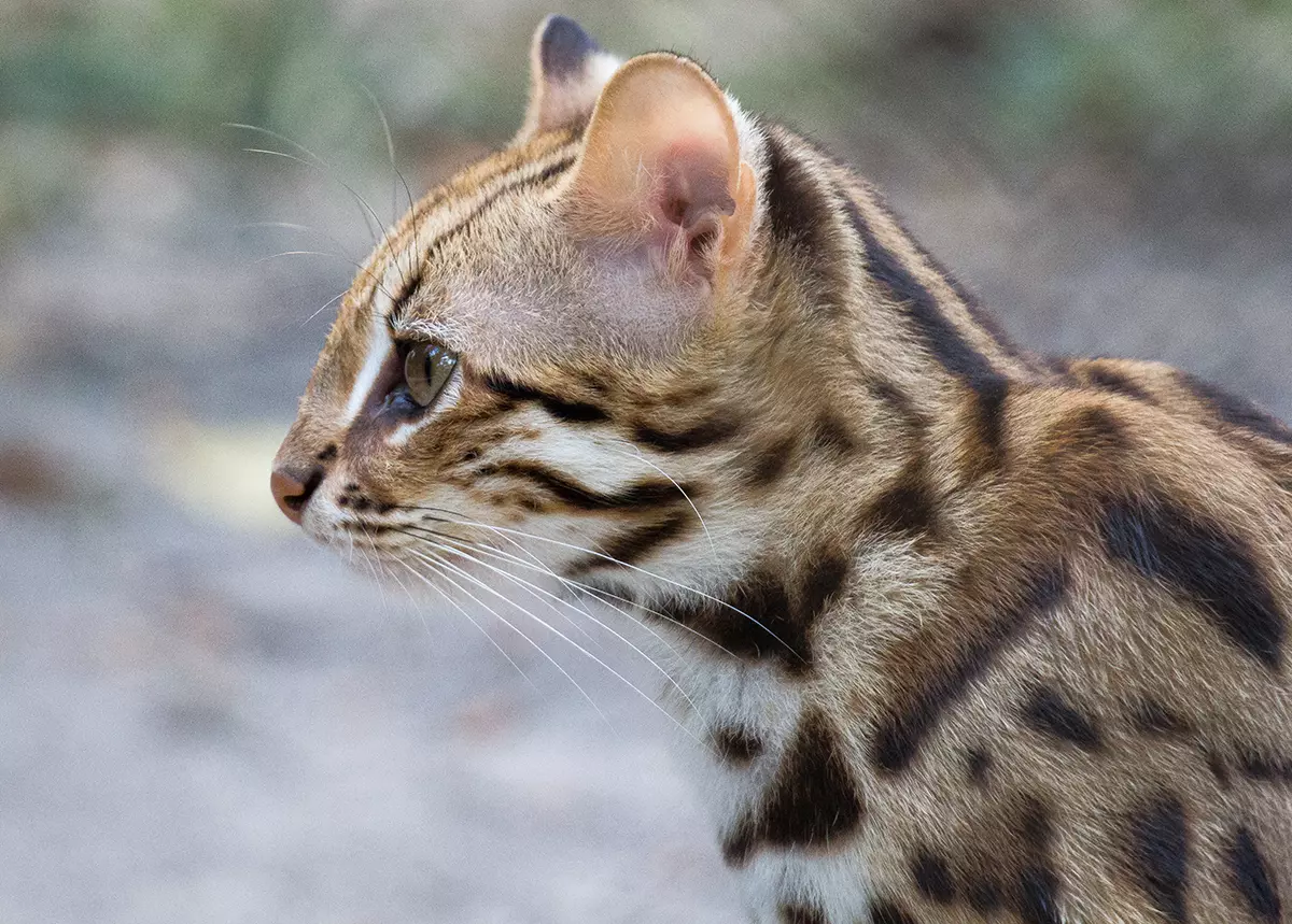 eopard cat extra closeup released at Angkor Protected Forest by Wildlife Alliance in December 2020