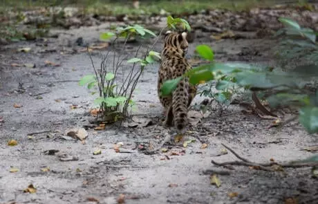 Leopard cat gets their first taste of the wild at Angkor Protected Forest by Wildlife Alliance in December 2020