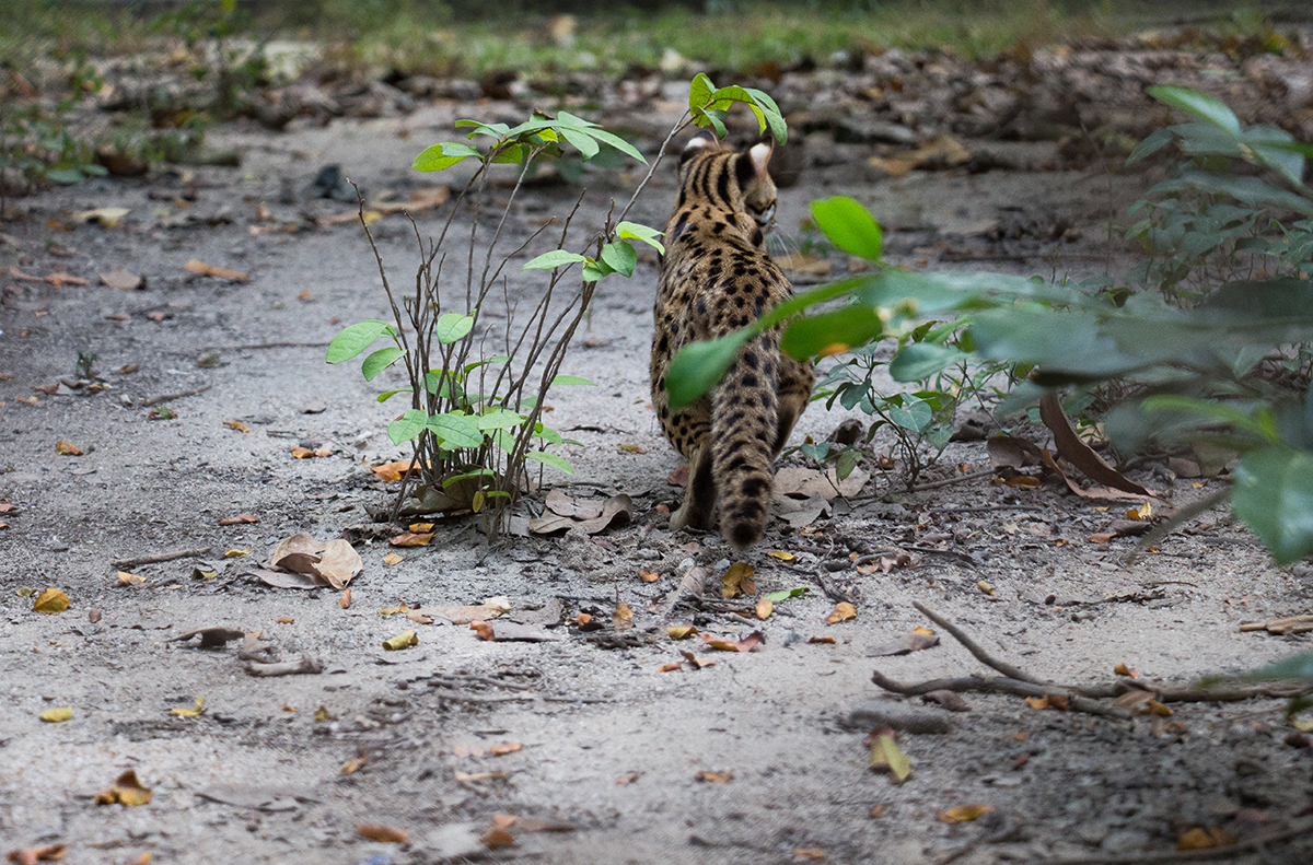 Leopard cat gets their first taste of the wild at Angkor Protected Forest by Wildlife Alliance in December 2020
