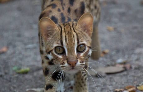 Leopard cat midshot Angkor Protected Forest by Wildlife Alliance in December 2020