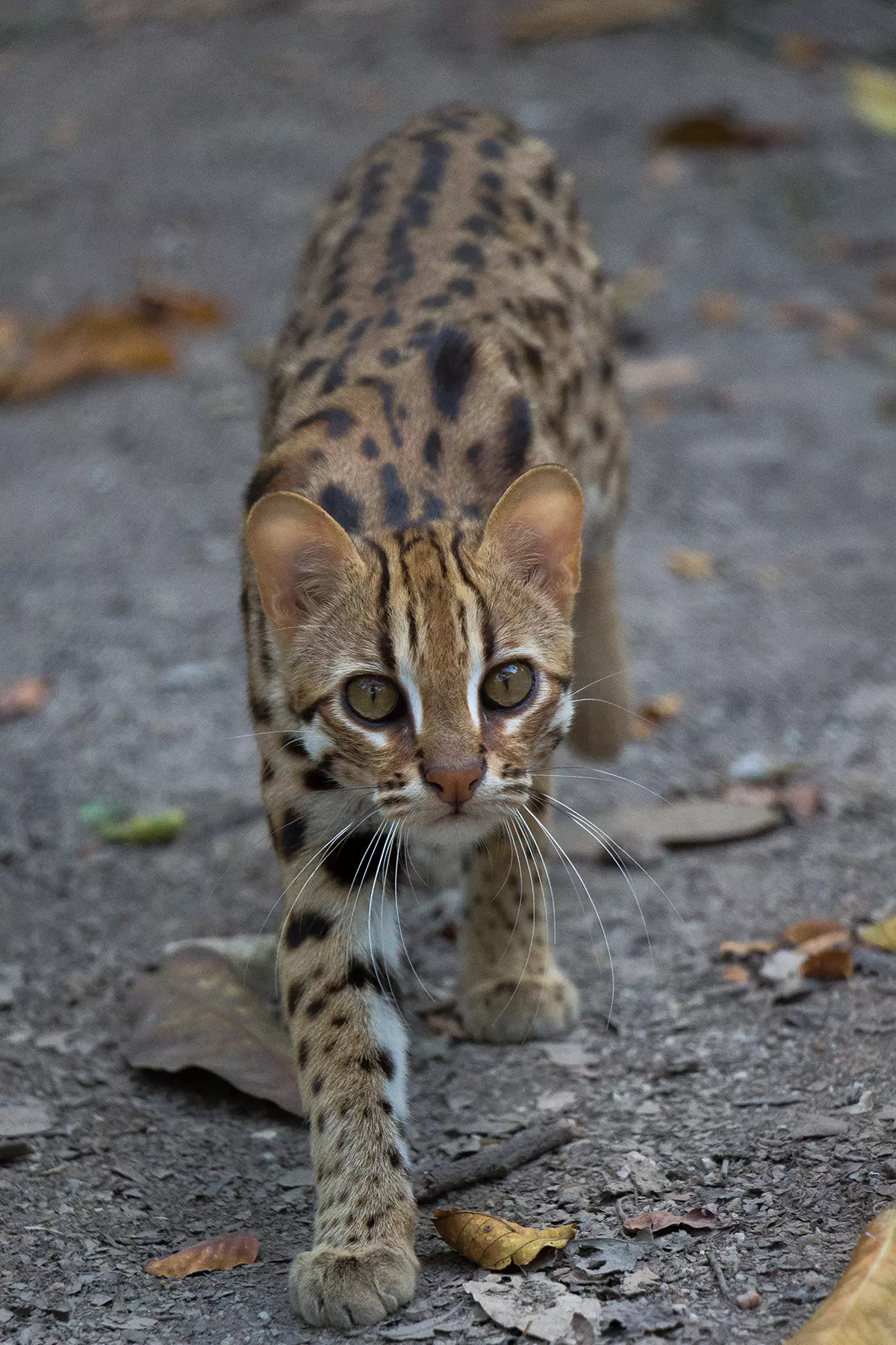 Leopard cat midshot Angkor Protected Forest by Wildlife Alliance in December 2020