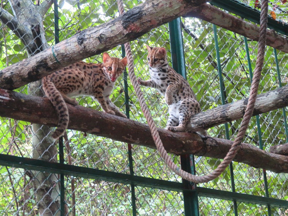 Leopard cat pair pre release at Angkor Protected Forest by Wildlife Alliance in December 2020