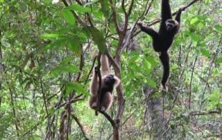 Pileated gibbon family released at Angkor Wat within Angkor Protected Landscape by Wildlife Alliance