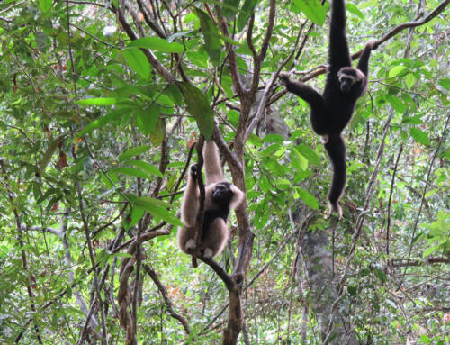 Bringing Gibbons, Otters and Leopard Cats back to Angkor!