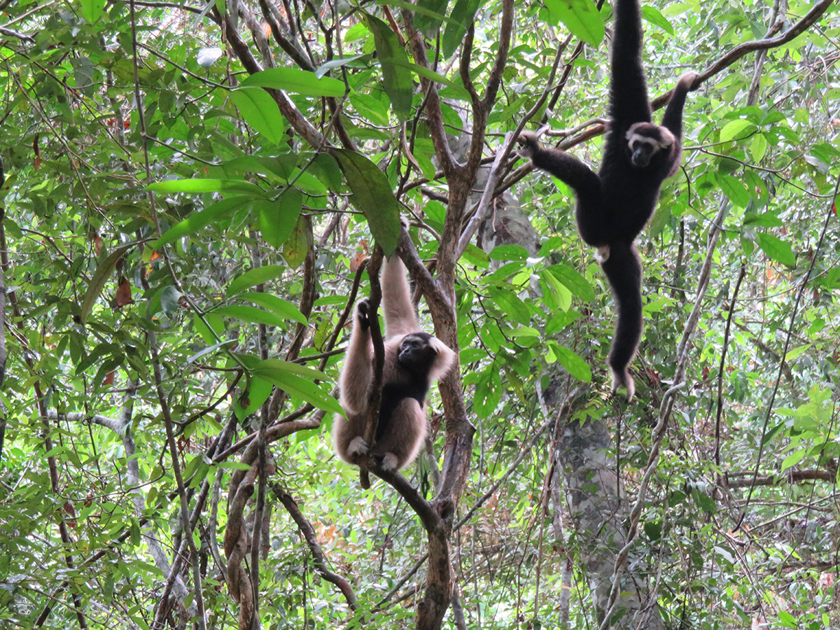 Pileated gibbon family released at Angkor Wat within Angkor Protected Landscape by Wildlife Alliance