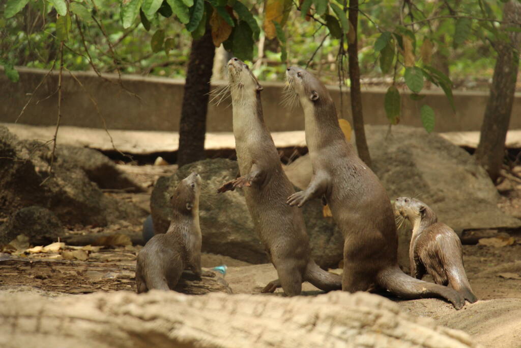 Smooth-coated otter pair released at Angkor Protected Forest, have 2 pups Wildlife Alliance