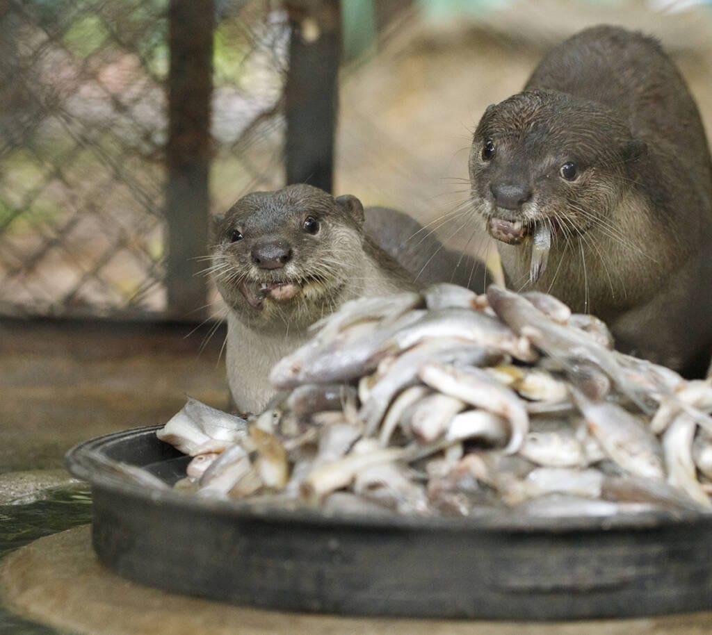 Smooth-coated otters released at Angkor Protected Forest by Wildlife Alliance come for feeding time.jpg