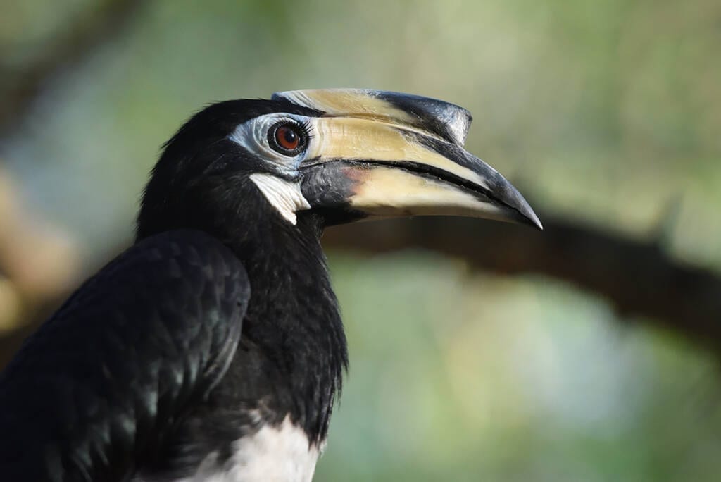 The first pair of Oriental Pied Hornbills were released at Angkor Protected Forest by Wildlife Alliance in 2020 The first pair of Oriental Pied Hornbills were released at Angkor Protected Forest by Wildlife Alliance in 2020