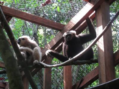 The next pair of Pilated Gibbons in their acclimatisation enclosure before release