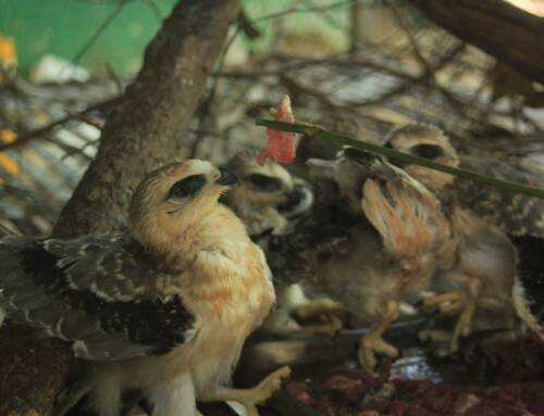 What are black shouldered kites doing in Phnom Penh?