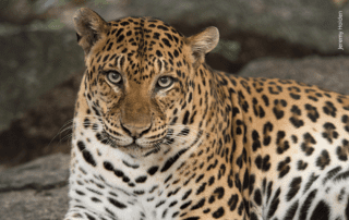 Asiatic or Indochinese Leopard closeup Phnom Tamao Wildlife Rescue Centre Cambodia Wildlife Alliance Jeremy Holden small