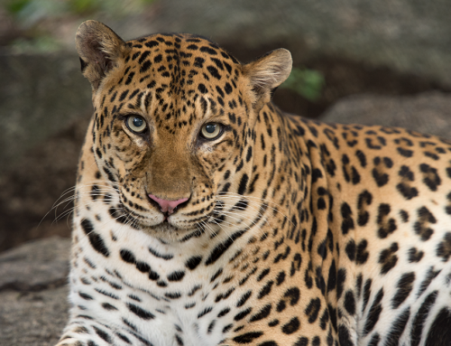 Show your spots for World Leopard Day!