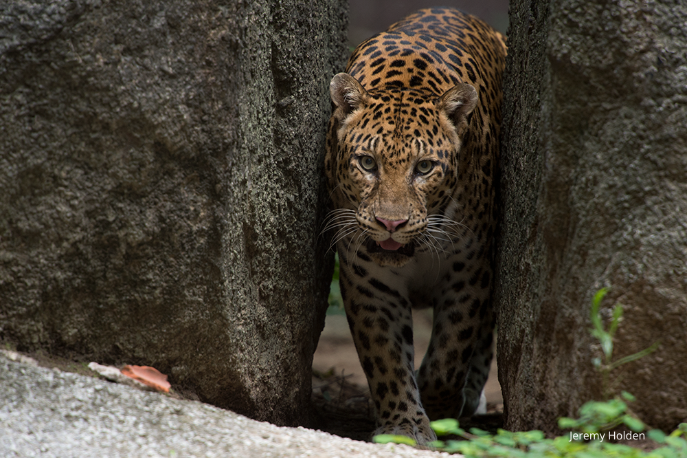 Asiatic or Indochinese Leopard closeup Phnom Tamao Wildlife Rescue Centre Cambodia Wildlife Alliance Jeremy Holden