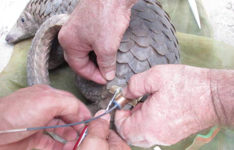 Attaching VHF Transmitter to pangolin base of tail pre-release at Wildlife Release Station Cambodia Wildlife Alliance