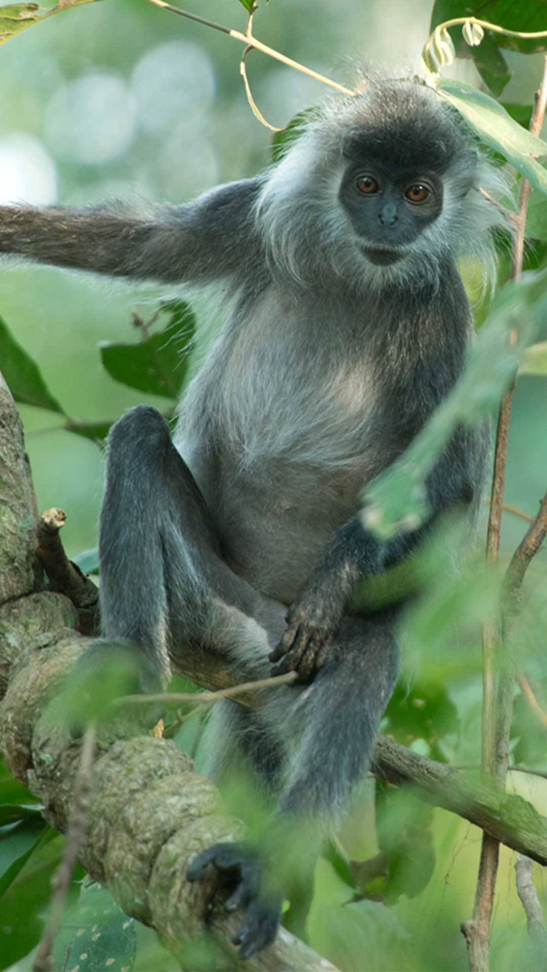 Donate for Angkor Release Program