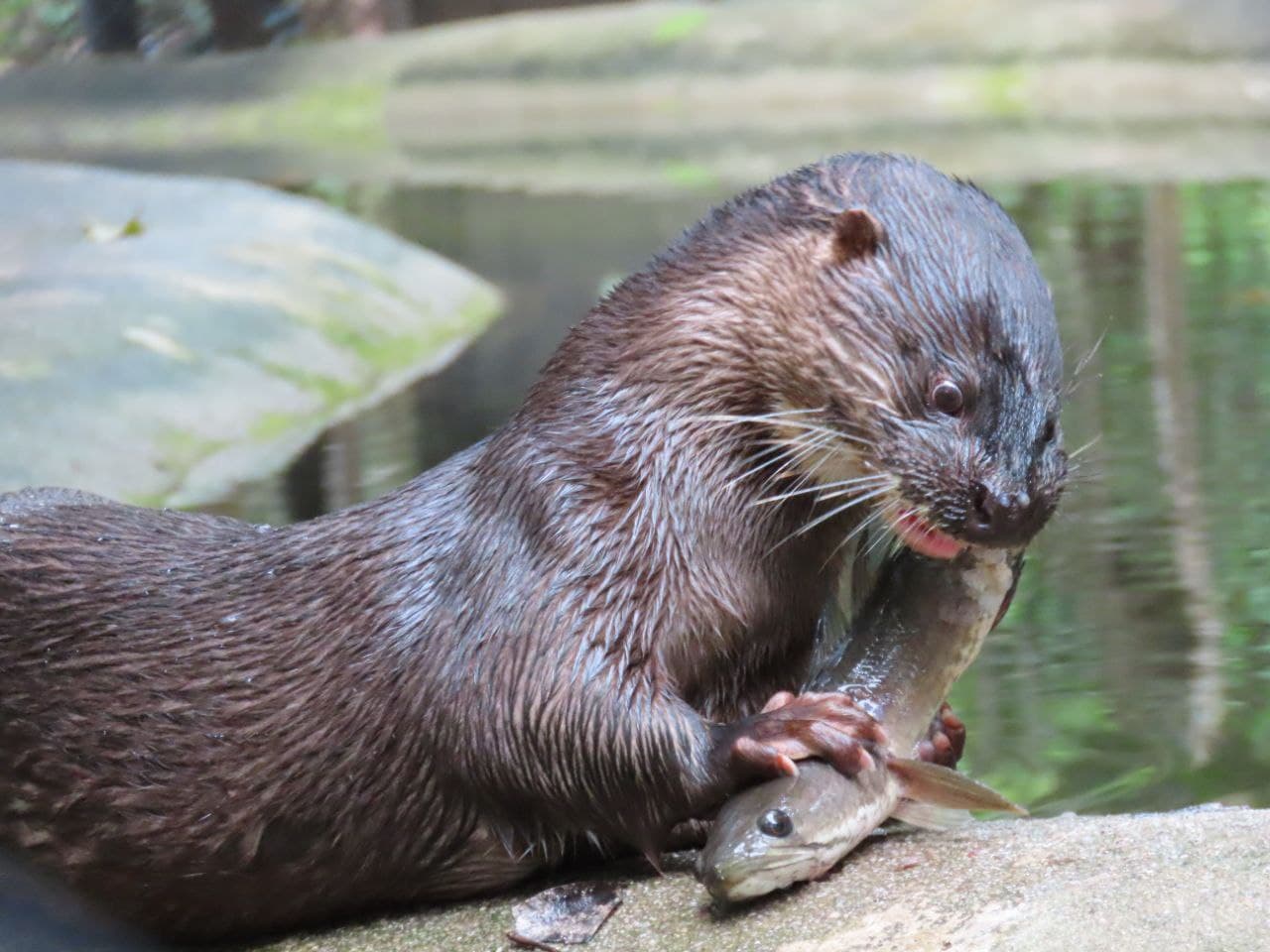 Hairy nosed Otter at Phnom Tamao Wildlife Rescue Centre Cambodia Wildlife Alliance