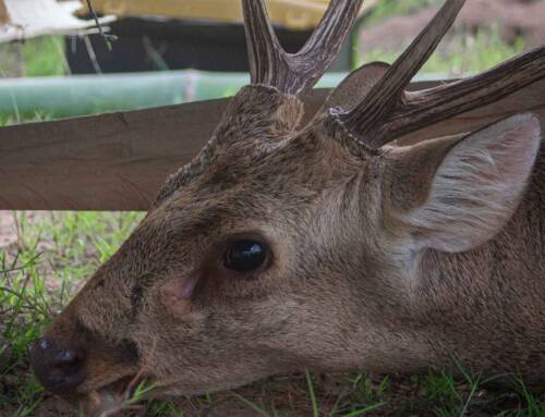 Hog deer rescue