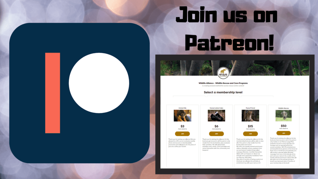 Join us on Patreon! Wildlife Alliance Cambodia Phnom Tamao Wildlife Rescue Centre