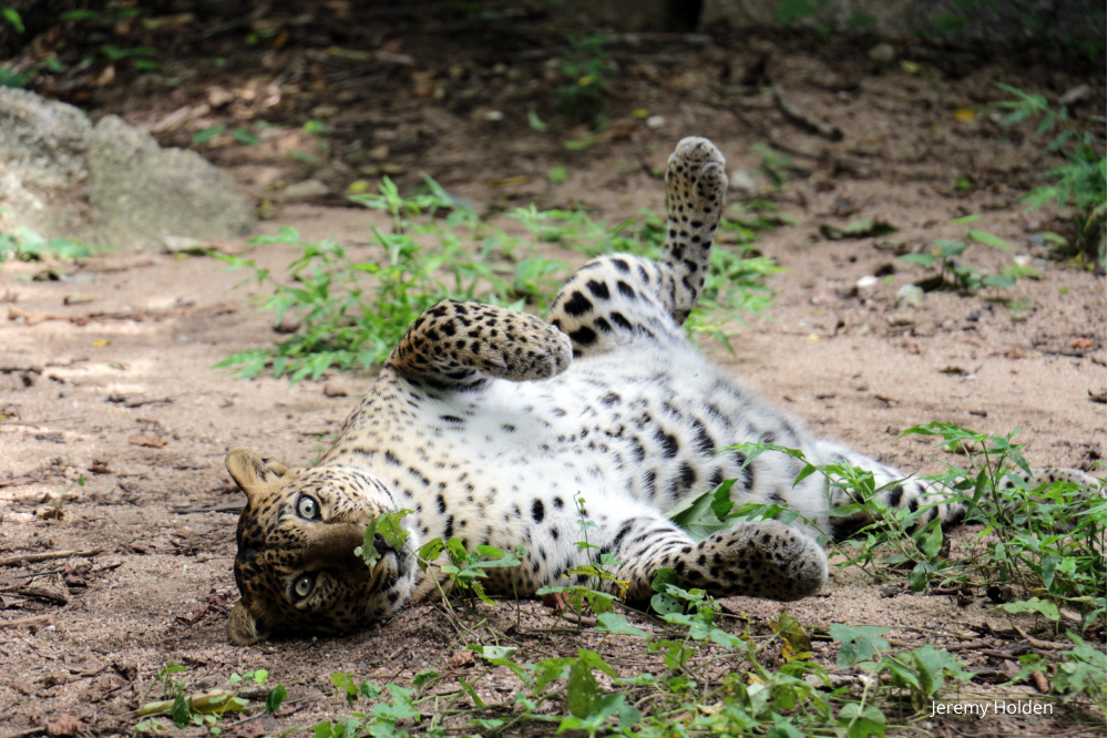 Leopard Reap bellyup Phnom Tamao Wildlife Rescue Centre Cambodia Wildlife Alliance V2