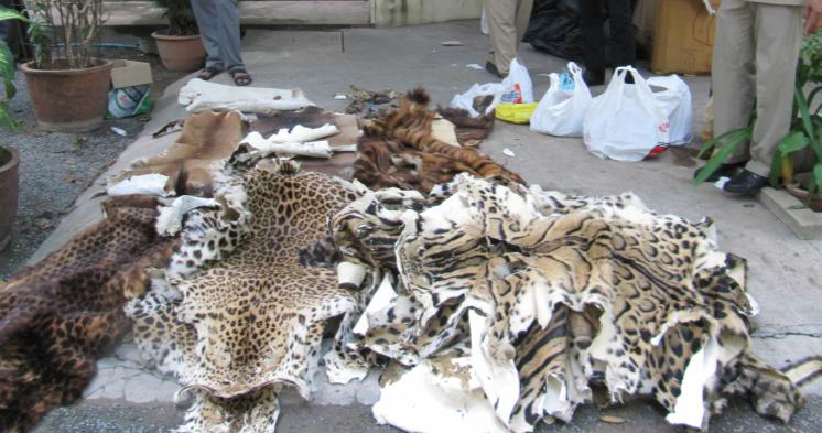 Leopard skin pelt confiscated by Wildlife Rapid Rescue Team Cambodia Wildlife Alliance 2014