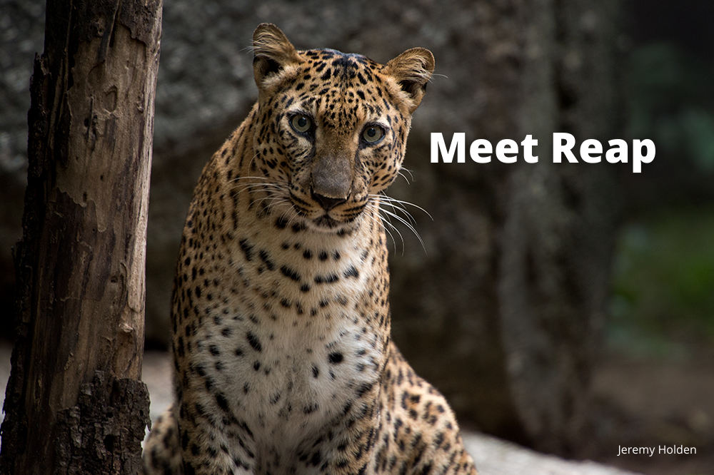 Meet Indochinese Leopard Reap at Phnom Tamao Wildlife Rescue Centre