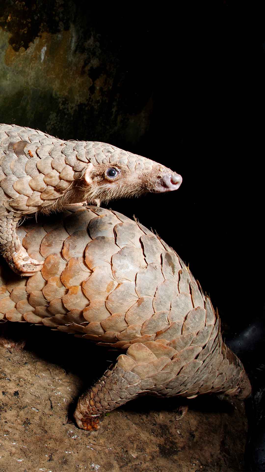Say hi to a baby pangolin and mother in Cambodia