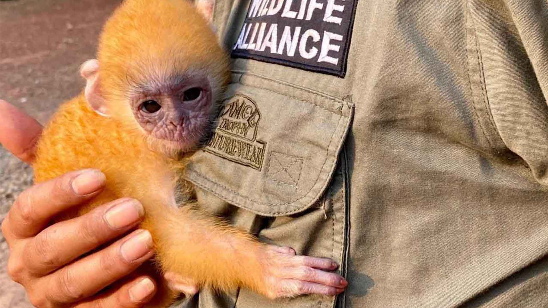 Park Rangers rescue Wildlife