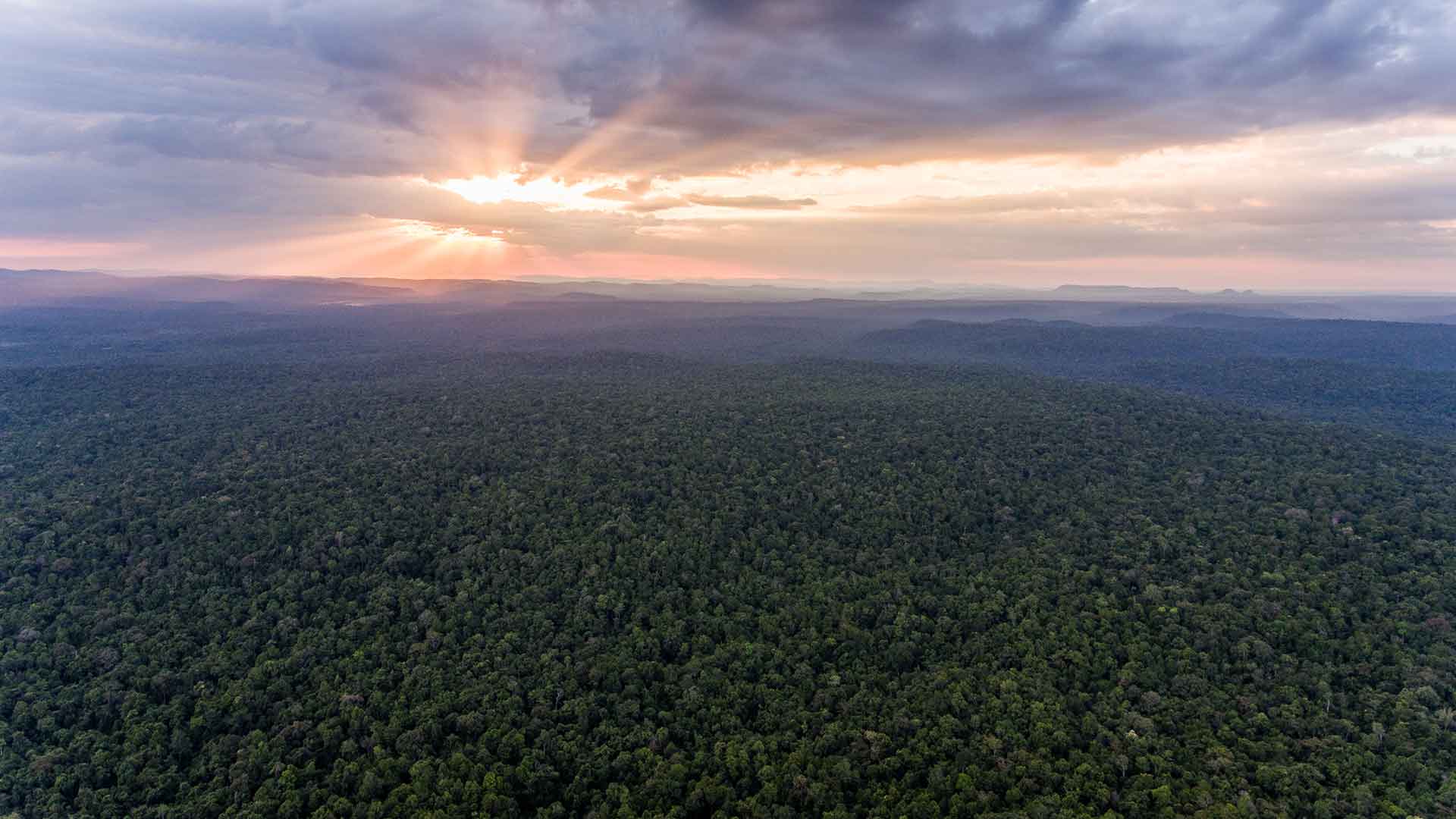 REDD Plus Wildlife Alliance in Cambodia REDD Plus Wildlife Alliance in Cambodia