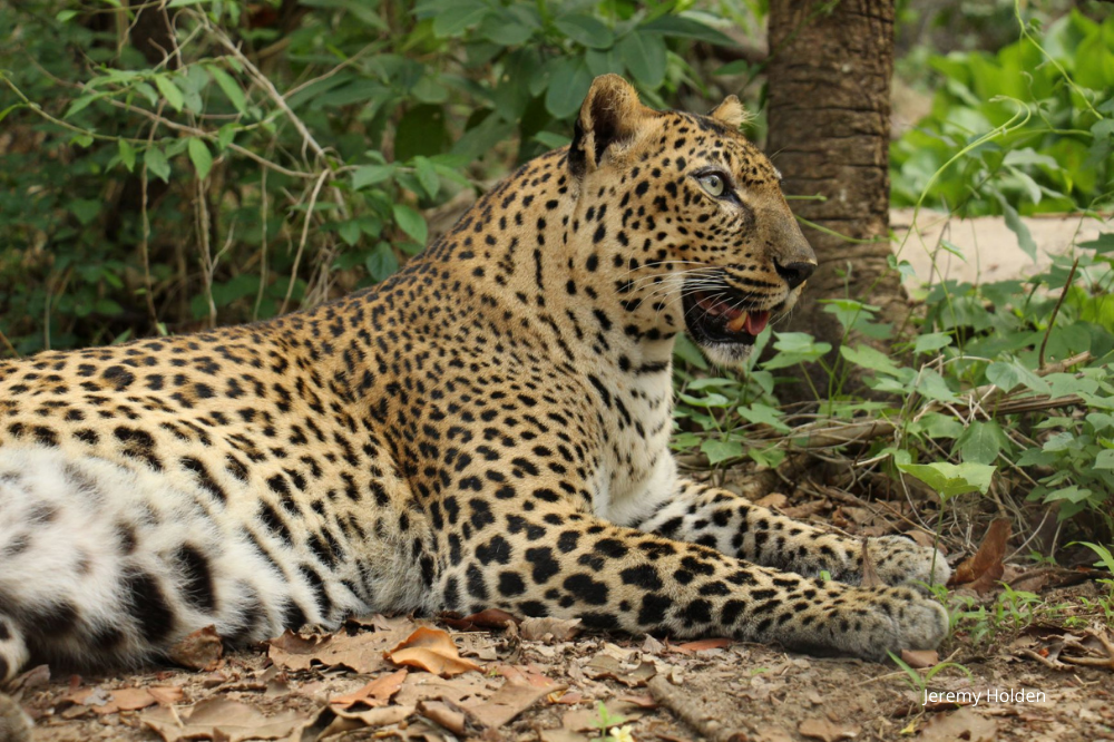 Reap Asiatic or Indochinese Leopard closeup Phnom Tamao Wildlife Rescue Centre Cambodia Wildlife Alliance small