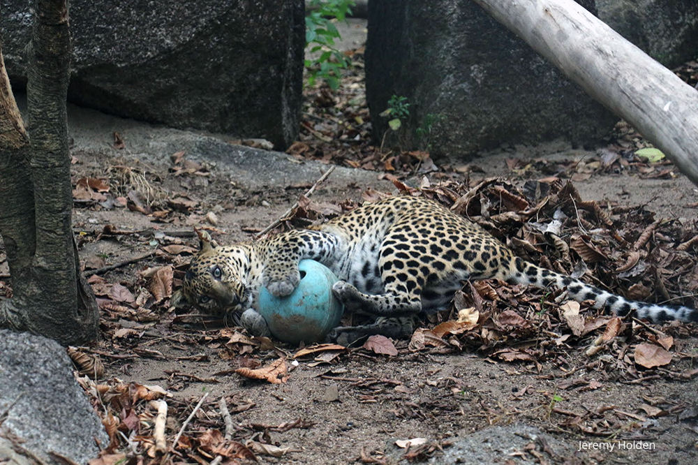 Reap Asiatic or Indochinese Leopard loves her ball Phnom Tamao Wildlife Rescue Centre Cambodia Wildlife Alliance V2