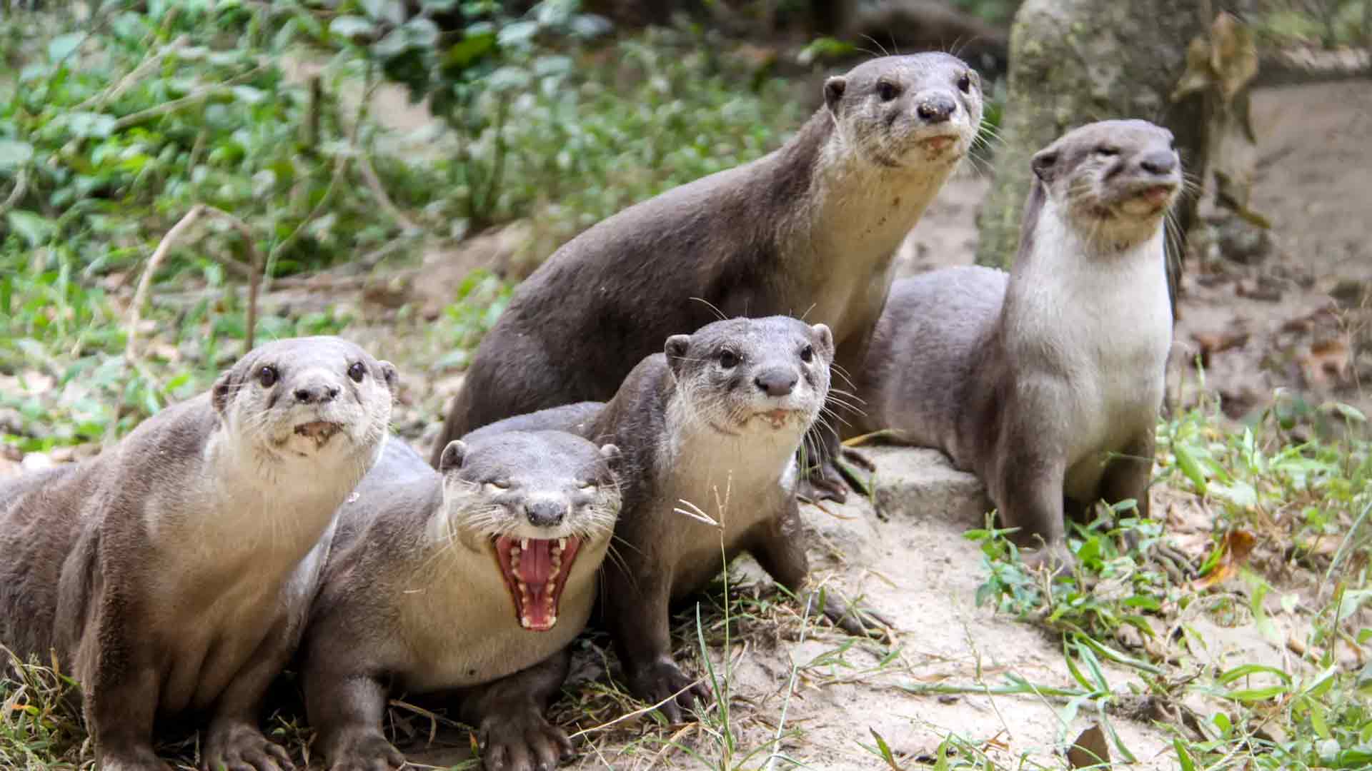 Smooth coated otter family