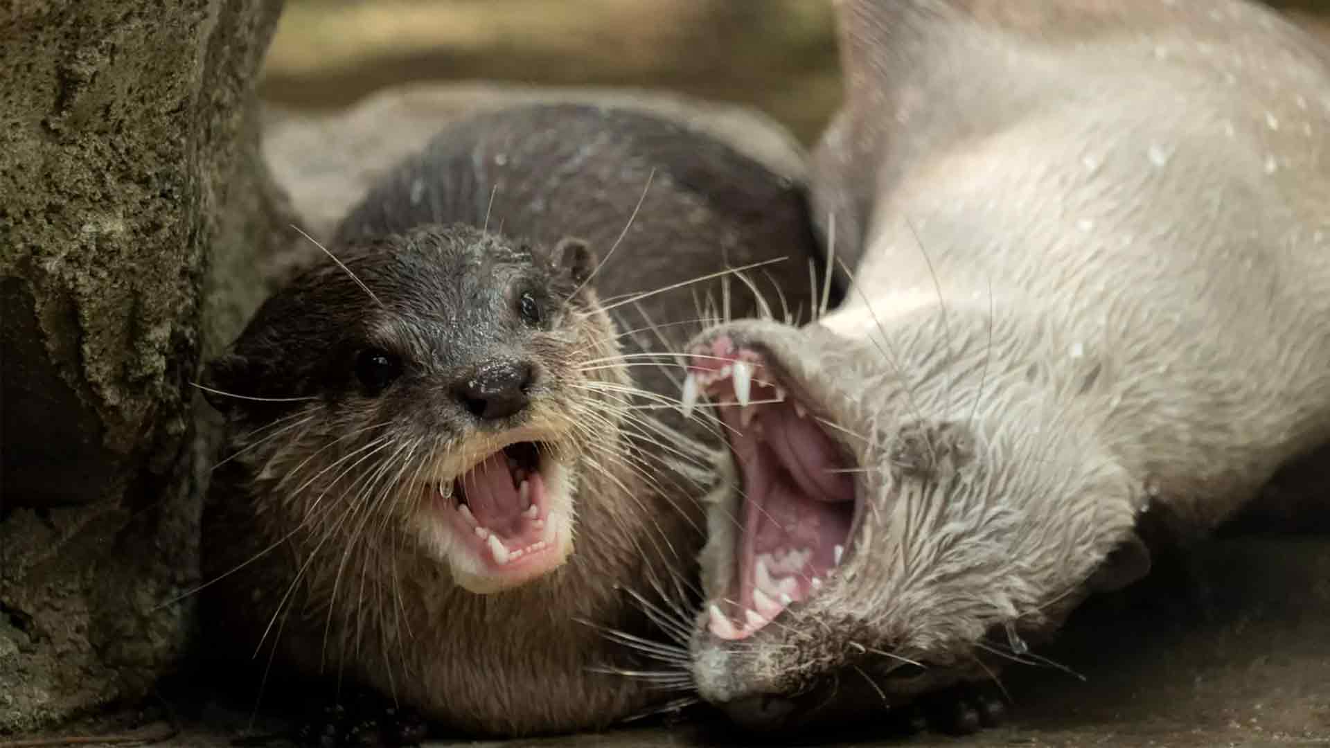 Smooth-coated-otters 2