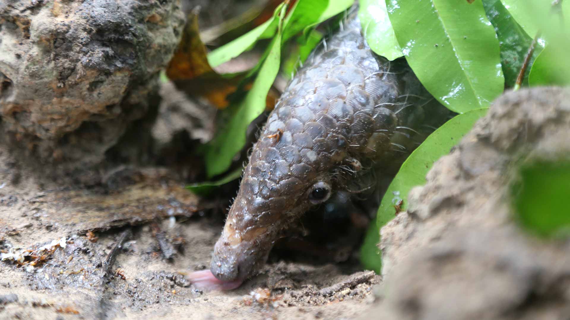 Sponsor Pangolin Raya Wildlife Alliance Cambodia